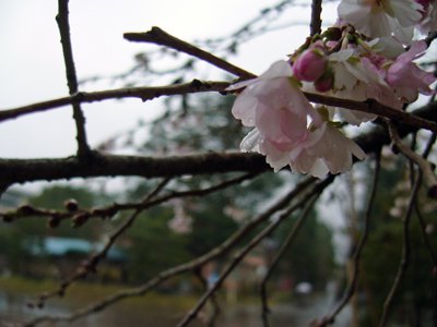 �ڥ����饵��Ĺ�澮�ع��ۡ�����