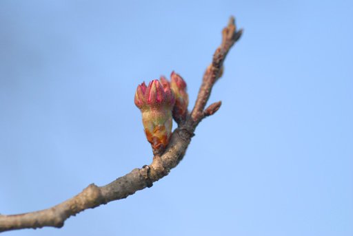 釜の越桜（白鷹町） 開花情報 2011.04.27：画像