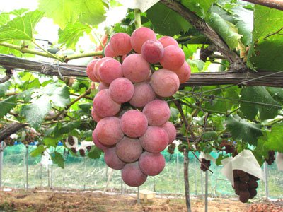 �ڰ˺����ι��֤ɤ����ȽܡɤǤ����ۡ�����