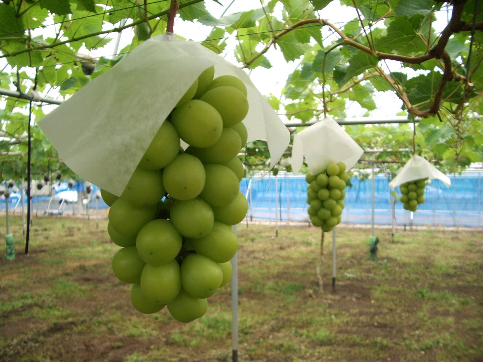 ���㥤��ޥ����åȡ��ʣ��ˡ��ڹ�ȫĮ�ۡ�����