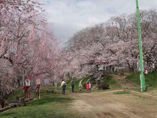 4/13～5/6は赤湯温泉桜まつりです。：画像