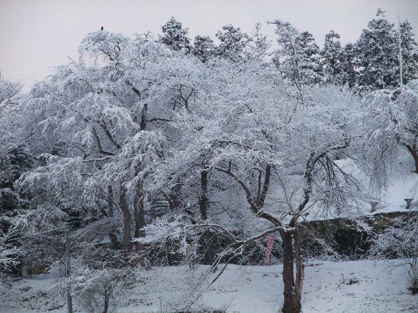 3月15日の烏帽子山の風景：画像