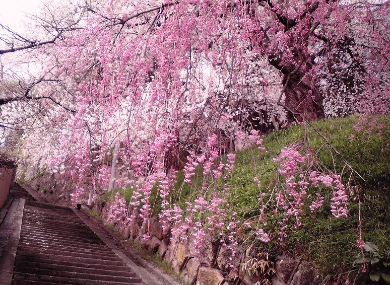 今年の桜の開花は？：画像