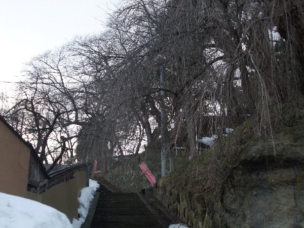 烏帽子山公園だいたい桜開花1か月前です：画像