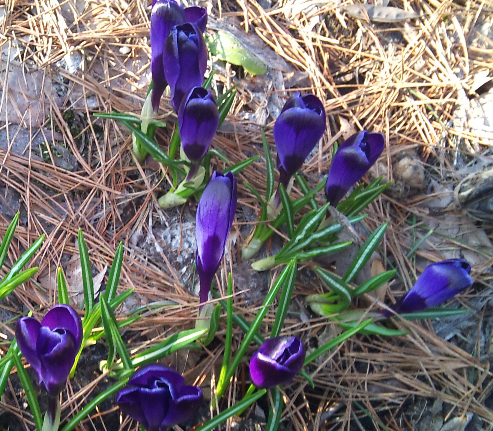 �֤��餭�ޤ���������