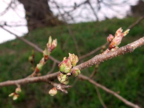 2012年4月17烏帽子山公園寺坂の桜状況：画像
