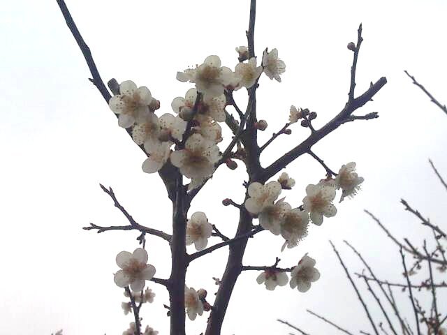 �ߤβ֤�餭�ޤ���������