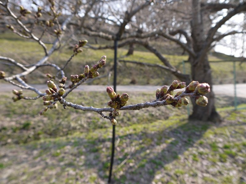 烏帽子山開花情報（4/21）：画像