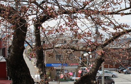 咲いてません。公園の桜は：画像