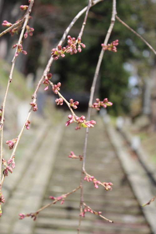 烏帽子山公園東の階段付近のしだれ桜：画像