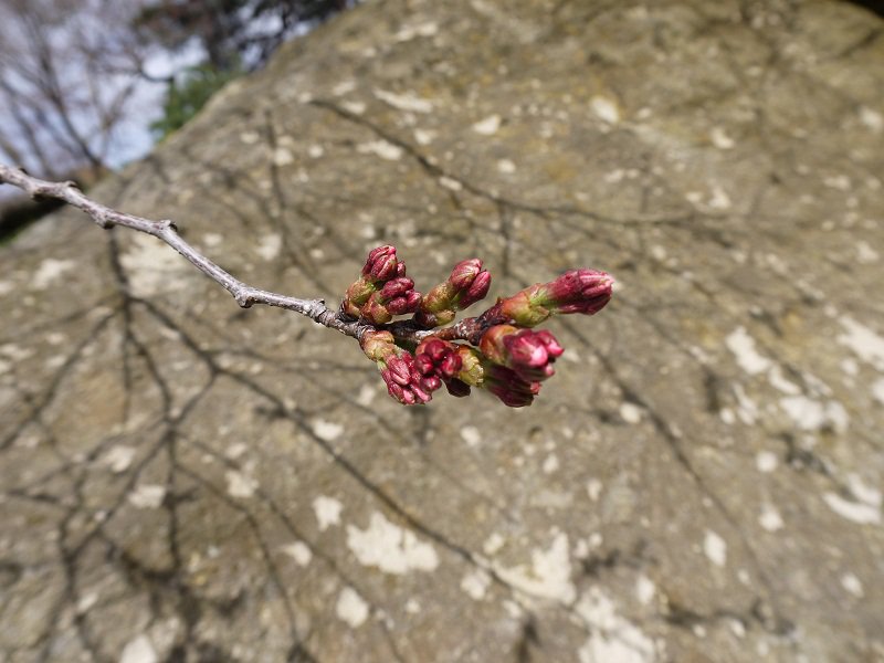 烏帽子山開花情報（4/23）：画像