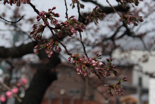 烏帽子山公園開花まもなく　４月２４日午前６時現在：画像