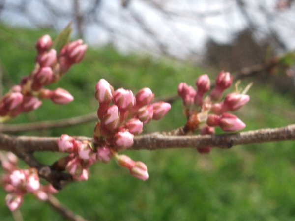 4月24日午前9時の寺坂の枝垂桜のつぼみ：画像