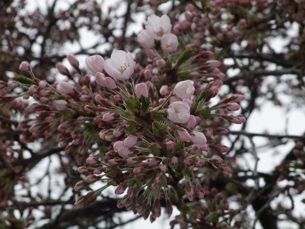 4月25日烏帽子山公園標本木開花♪：画像