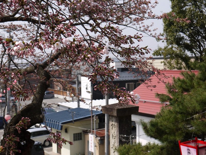 烏帽子山開花情報（4/25）：画像
