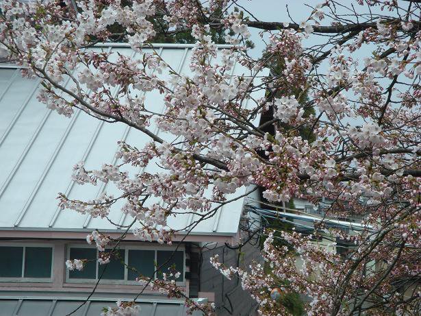 ����κ��Ϥ褦�䤯��ʬ�餭�ˤʤ�ޤ�����������