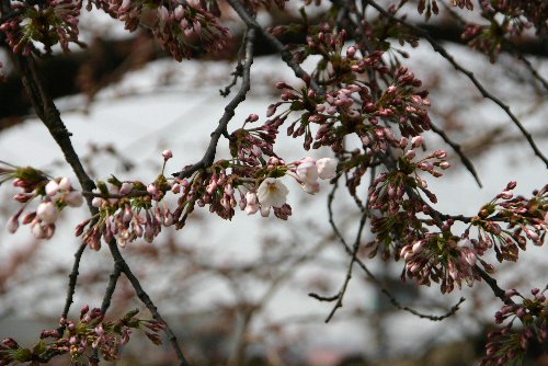 ４月２５日　烏帽子山公園の桜が開花宣言：画像