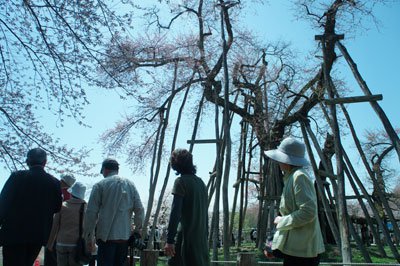 ���ֻ򤵤����ϭ�����̤θ��������ס��˺���ǰ���٤�ۡ�����