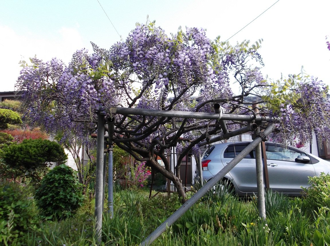 ��̳��Ĺ�ο�ͤǤ���������