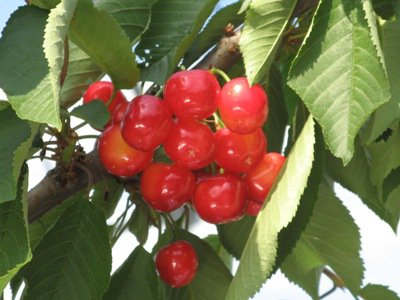 ���֤����Т��������ܤλ����Ϥ⤦�����Ǥ��ۡ�����