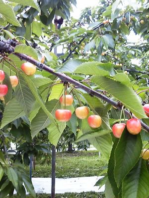 �ڤ������ܡ��֤����Ť��Ϥ�ޤ������ۡ�����