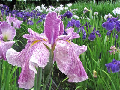 ��Ĺ�椢���ޤĤ�ξܺ٤򤴾Ҳ𤷤ޤ��ۡ�����