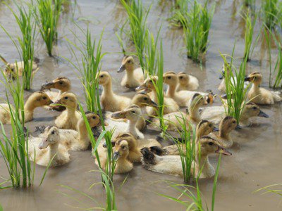 �ڥ������⤬�Ĥ�ܤ�������ޤ������ۡ�����