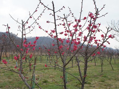 ���ߤ��餭�Ϥ�ޤ������������̿�+��*�ۡ�����