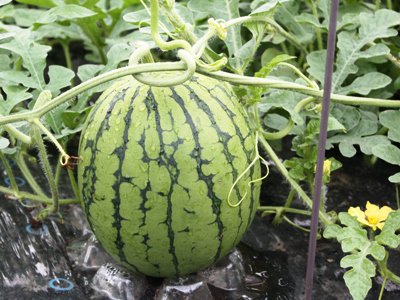 �ڰ˺����δš������̥��������ۡ�����