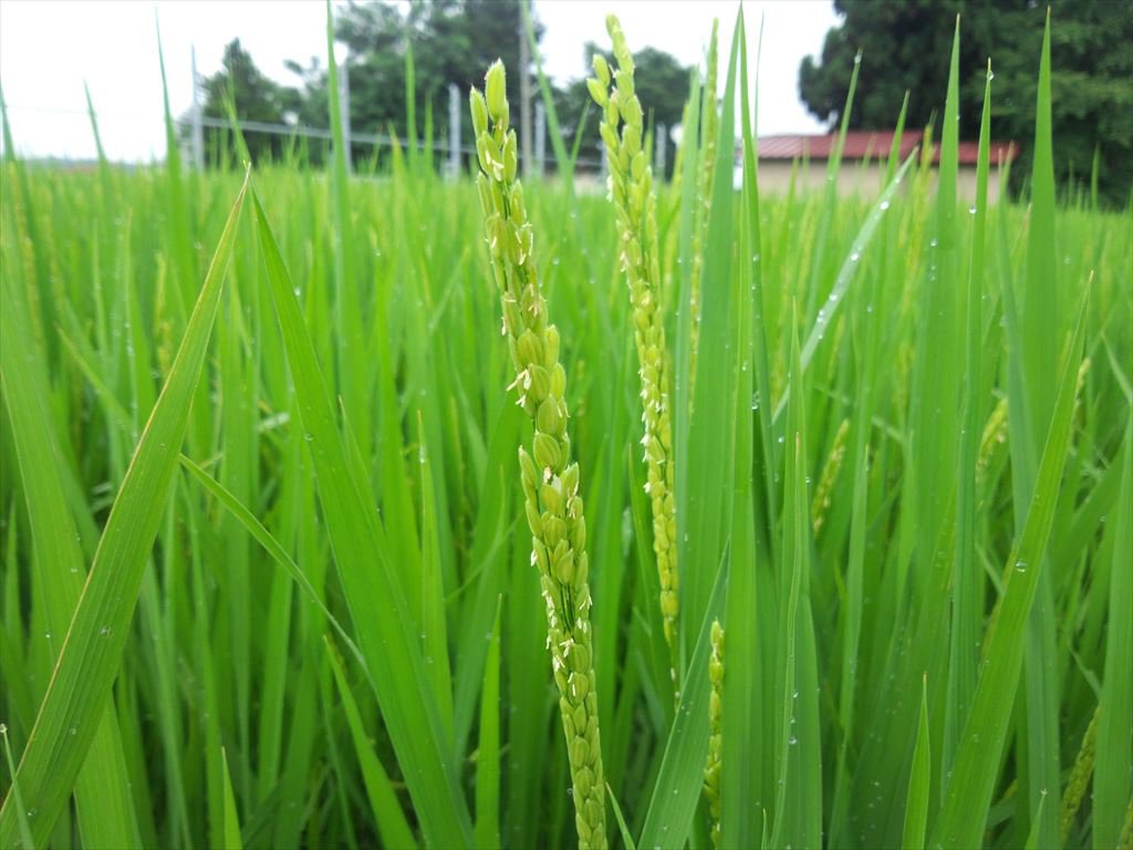 �椬�Фޤ�����������