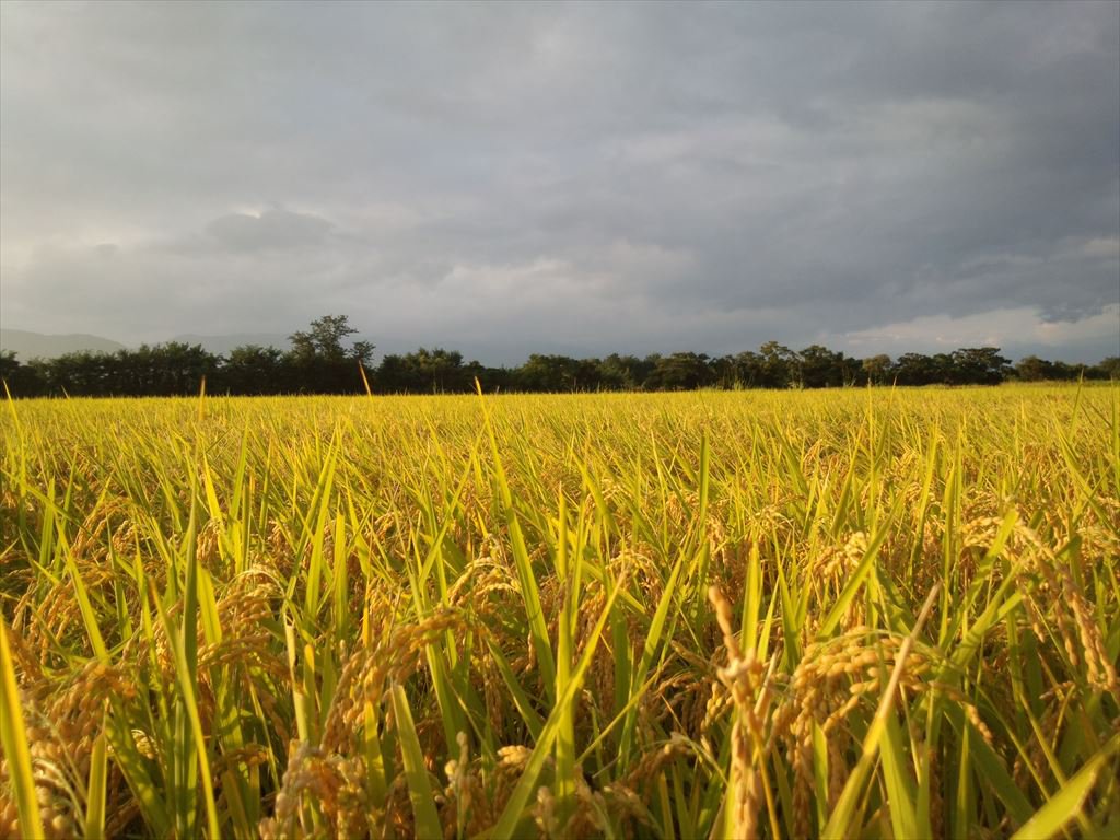 ���ƽв�!!������