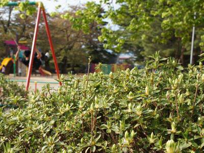 �ڤ��ޤξ����ӡ���ĤĤ��˸���ۡ�����