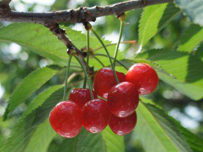 ���֤����С��������ܢ��ۡ�����