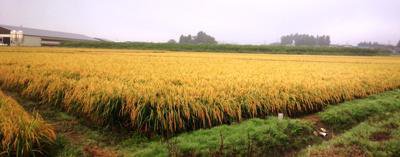 ��Ĺ��ν����������줳��ۡ�����