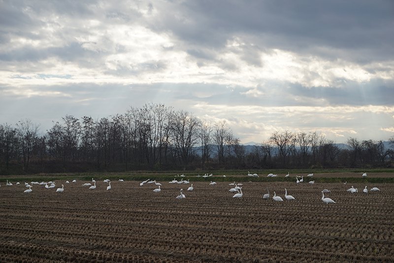 �ߤ�Ĺ�����Ļ������