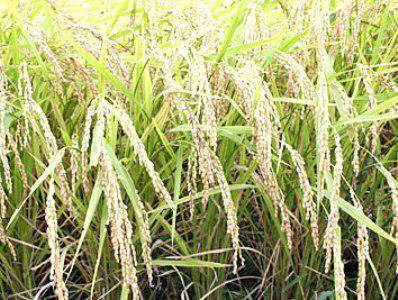 ����̣�������Ƥε���Ǥ�������28ǯ�����ơ��ۡ�����