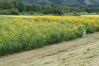 ��Ĺ��Ǹ��Ĥ��������ʽ��ۡ�����