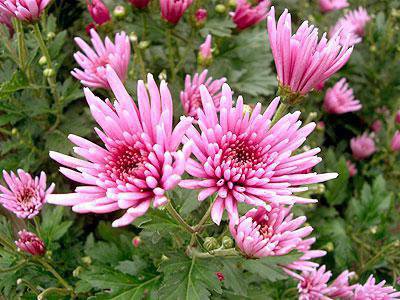 �ڻ����ν��κ̤�� ��äƤΤۤ�(���ѵ�)�ۡ�����