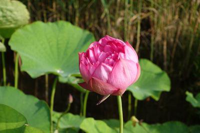 �ڶ˳ڤΤ褦�ʥӥ��ȡ��פˡۡ�����