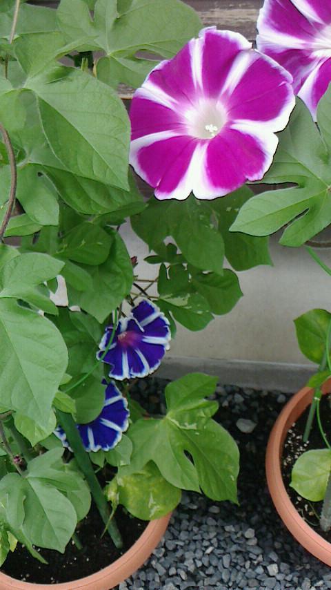 �ޡ�������ä������ȡ������Ť��Υ��������