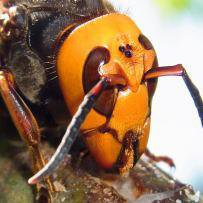 �ϥ��к���˪�к�������