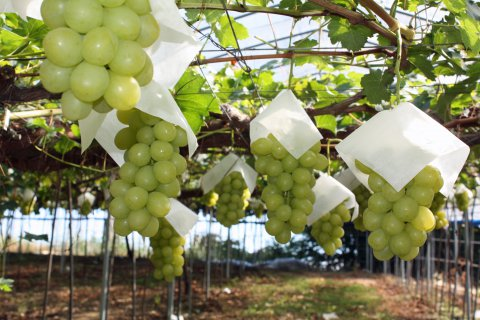 �ڴŤ��ƥ��塼�����˺����֤ɤ��ۡ�����