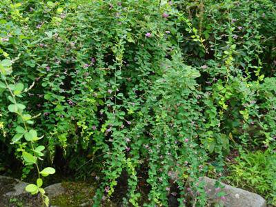 �ں餭�Ϥ᤿��β֡�������Ǥ���Ĺ��ءۡ�����