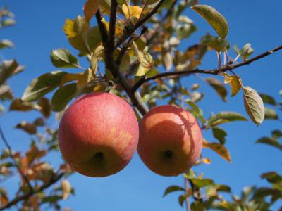 �ڡȥ��ʥΥ������ȡɤޤ�ʤ��Ǥ����ۡ�����