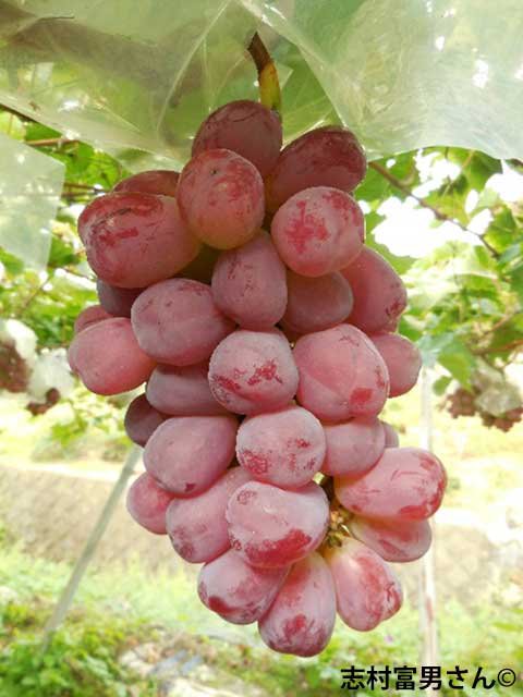 <span>R7R8ǯвʬ ڤ</span>Хåȥ<br>15,500ߡǹˡ