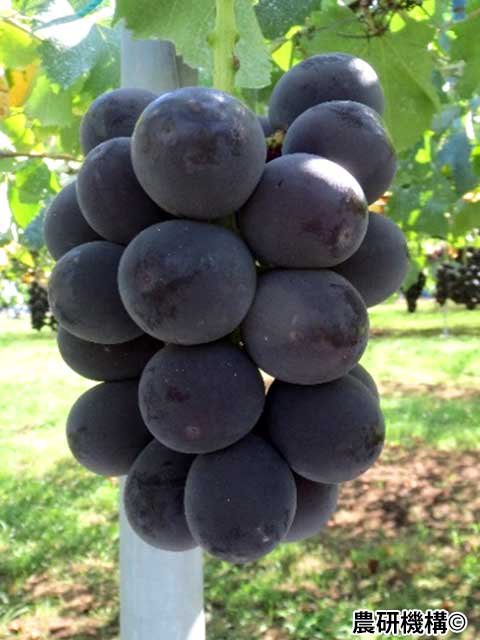  <span>R7R8ǯвʬڤ</span> <br>14,400ߡǹˡ