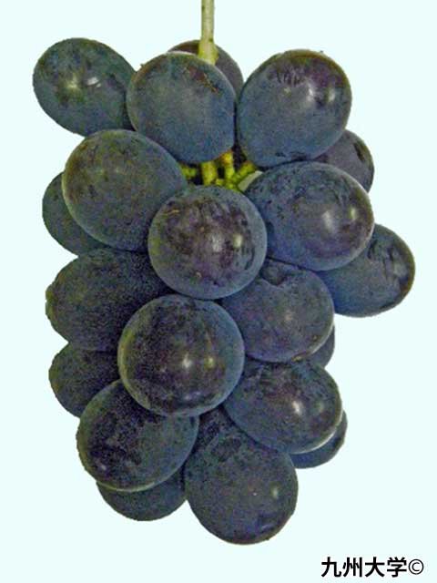 <span></span>BKɥ쥹<br>13,630ߡǹˡ