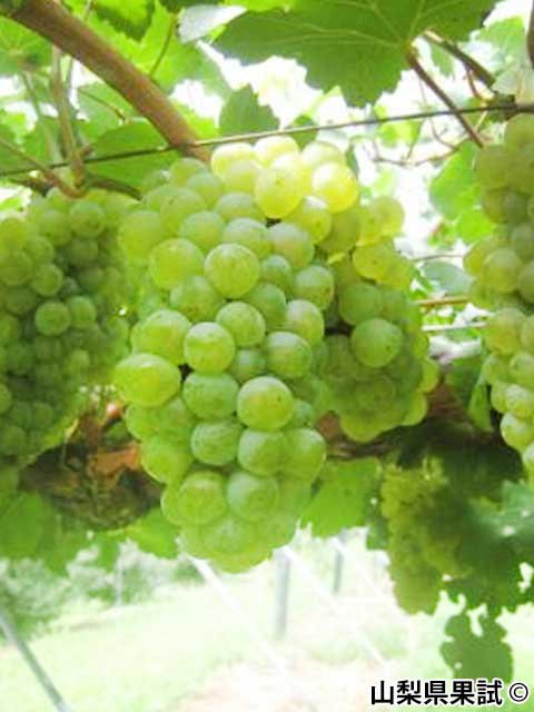 <span>R7R8ǯвʬ ڤ</span>꡼̥<br>11,980ߡǹˡ