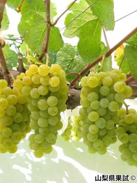 <span>R7R8ǯвʬ ڤ</span>ɥ֥ꥨ<br>11,980ߡ