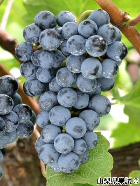 <span>R7R8ǯвʬ ڤ</span>Υ<br>1,980ߡǹˡ